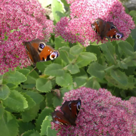 펜션 Les Herbagettes